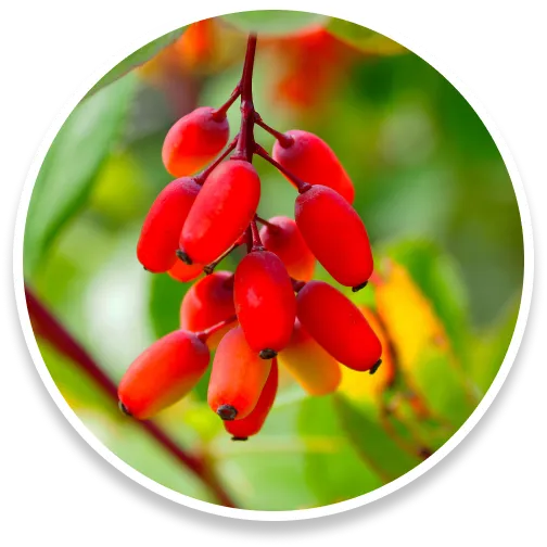 Berberine