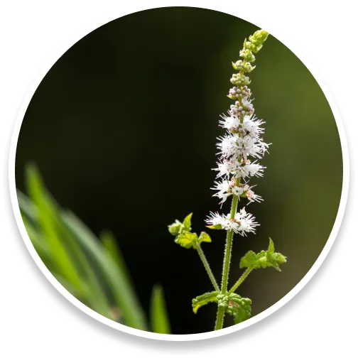Black Cohosh